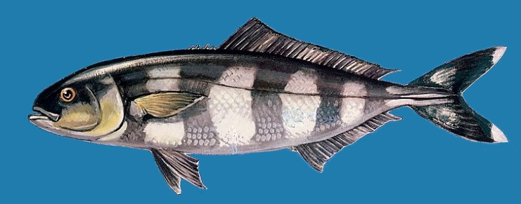 Naucrates ductor_006